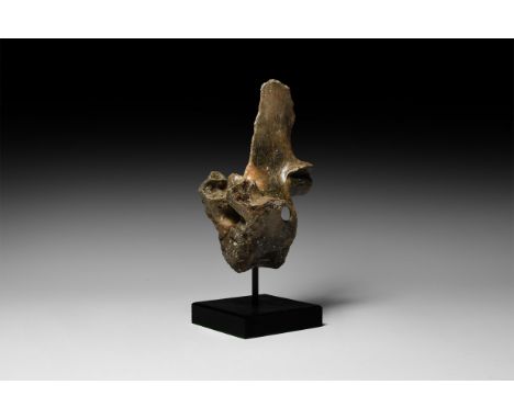 Devensian Period, 110,000-12,000 years BP. A cervical or lumbar vertebra of Bison priscus steppe bison; on a custom-made disp
