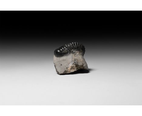 Upper Devonian, Eifilian, 381-391 million years BP. A fossil Crotalocephalus gibba trilobite on a matrix.   218 grams, 65mm (