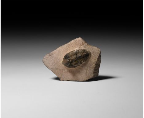 Upper Devonian Period, 385-359 million years BP. A fossil Metacanthina barrandei trilobite on a matrix.   188 grams, 87mm (3 
