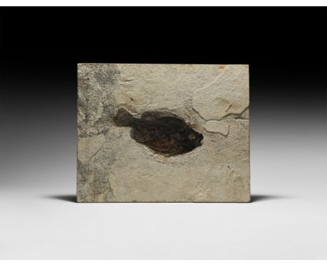 Eocene Period, 58-36 million years BP. A fossil Priscacaraliops sp. fish from the Green River Formation, Lincoln County, Wyom