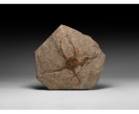 Ordovician Period, 450 million years BP. A large fossil brittlestar of the Ophiura sp. in a matrix.   590 grams, 15.5cm (6").