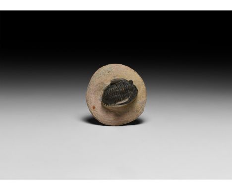 Late Devonian Period, 385-359 million years BP. A fossil Hollardops mesocristata trilobite on a matrix.   103 grams, 66mm (2 