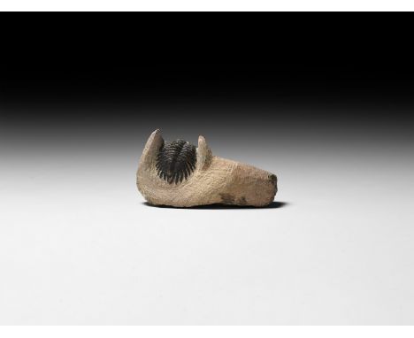 Upper Devonian Period, 385-359 million years BP. A fossil Hollardops mesocristata trilobite in a matrix.   104 grams, 84mm (3