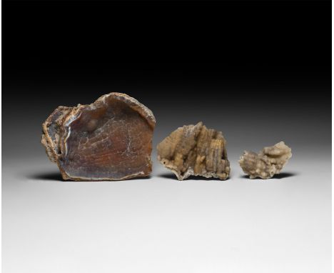 Miocene Period, 32-25 million years BP. A group of three agatized coral specimens.   223 grams total, 5.2-11.1cm (2 - 4 1/2")