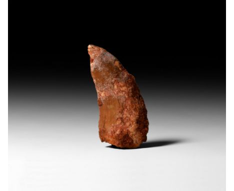 Cretaceous Period, 145-65 million years BP. A fossil Carcharodontosaurus saharicus, African T-rex, tooth.   10.7 grams, 43m (