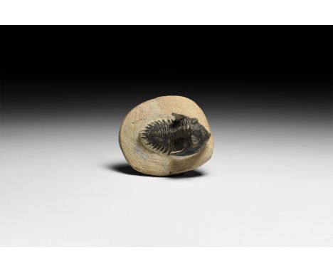Upper Devonian Period, 385-359 million years BP. A fossil Hollardops mesocristata trilobite on a matrix.   109 grams, 73mm (3