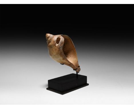 Early Dynastic IIIA, 2550-2400 BC. A pouring vessel carved from a tulip sea snail shell, using the natural shape of the shell