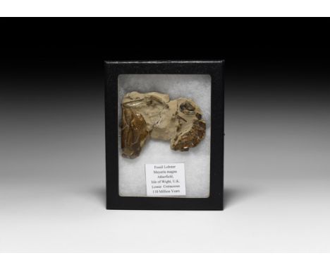 Cretaceous Period, 110 million years BP. A fossil Meyeria magna lobster from the Isle of Wight.   185 grams total with case, 
