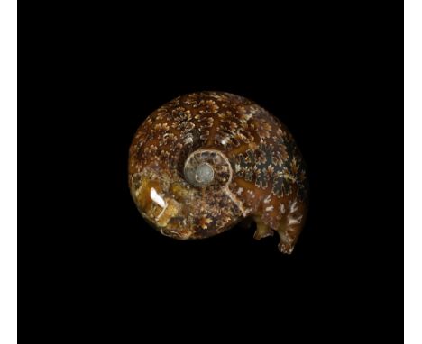 Middle Cretaceous Period, Albian Stage, 150 million years BP. A polished fossil Desmoceras latidorsatum ammonite.   116 grams