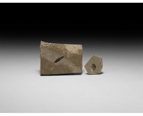 Eocene Period, 56-33 million years BP. A pair of matrices comprising: one with a fossil Pinnate caragana leaf; the other with