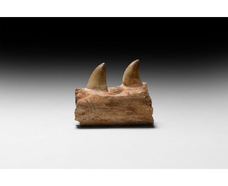 Late Cretaceous Period, 68-65 million years BP. A fossil lower jaw section displaying two teeth from a mosasaur Prognathodon 