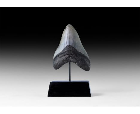 Pliocene Period, 5.2-2.5 million years BP. A fossilised triangular tooth from a giant shark Carcharocles megalodon with notch