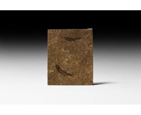 Eocene Period, 56-33 million years BP. A pair of Knightia alta fossil fish in a matrix.   201 grams, 12.4 x 10.1cm (5 x 4"). 