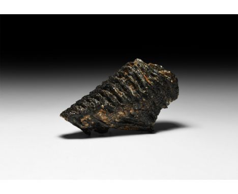Pleistocene Period, 2.6 million years-11,700 years BP. A fossil Mammuthus primigenius woolly mammoth tooth displaying a good 