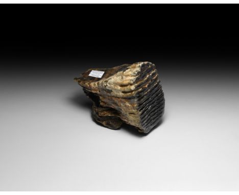 Pleistocene, 20,000-12,000 BP. A molar tooth in a section of jaw bone from a mammoth Mammuthus primigenius recovered by dredg