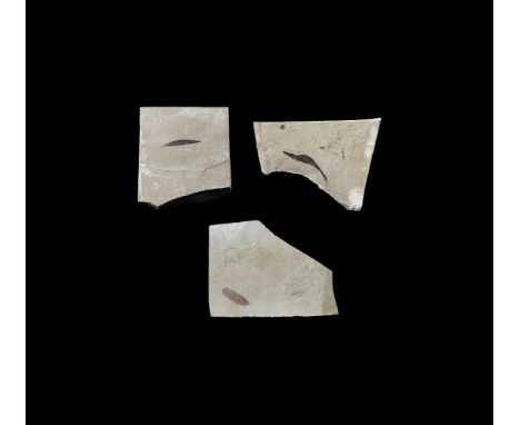Eocene Period, 58-36 million years BP. A group of three fossil leaves including Populus wilmattae and Salix cockerelli in a m