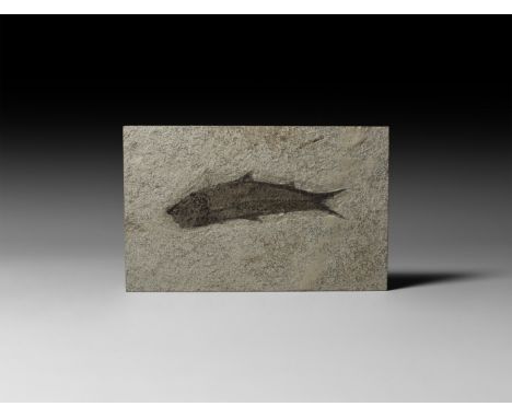 Eocene Period, 56-33 million years BP. A Knightia alta fossil fish in a matrix.   441 grams, 18.2 x 11.4cm (7 1/4 x 4 1/2"). 