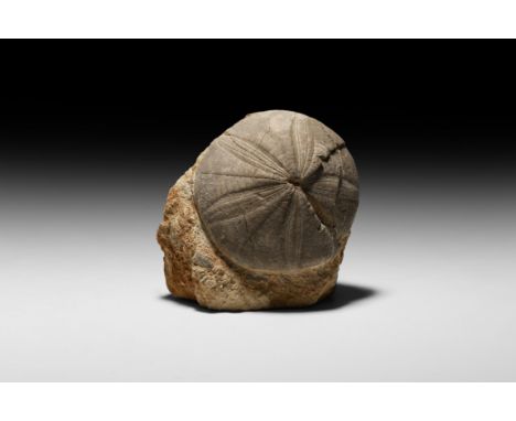 Jurassic, Middle Jurassic, Upper Bajocian, 175-160 million years BP. A large free-standing display of Clypeus ploti sea urchi
