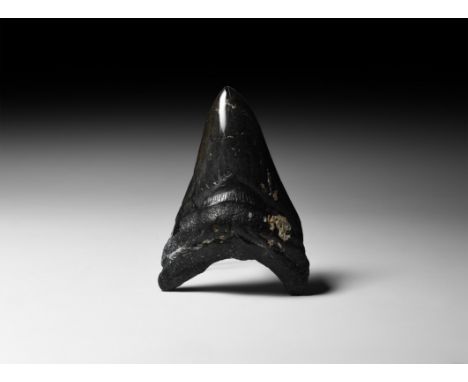 Early Pliocene Period, 5-3 million years BP. A large Carcharocles megalodon fossil shark tooth.   152 grams, 12.2cm (5"). Fro