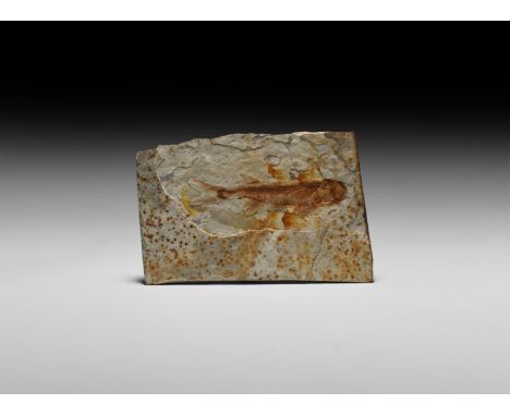 Late Jurassic Period, 200-145 million years BP. A Lycoptera davidi fossil fish in a matrix from the Yixian Liaoning Province 