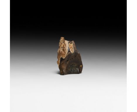 Upper Cretaceous Period, 66 million years BP. A triceratops tooth from the Hell Creek Formation in South Dakota, USA.   8.9 g