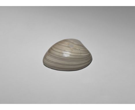 Pleistocene Period, 2.6 million years-11,700 years BP. A very large polished Mercenaria campechiensis fossil bivalve.   276 g