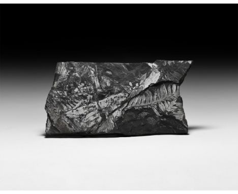 Carboniferous Period, 359-299 million years BP. A fossil Pecopteris sp. white fern specimens in a matrix.   1.1 kg, 27cm (10 