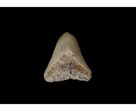 Pliocene Period, 5.2-2.5 million years BP. A large fossil Carcharocles megalodon shark tooth with some good polished enamel. 