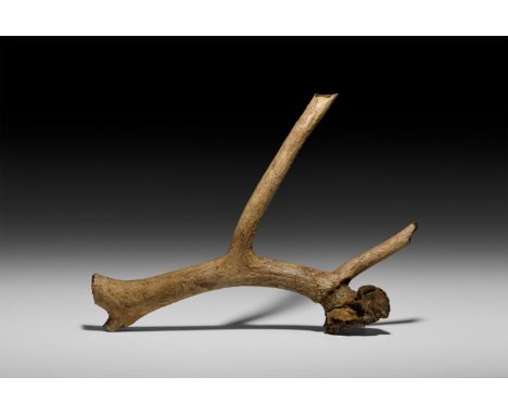 Pleistocene Era, 40,000-20,000 BP. A large section of a red deer Cervus elaphus antler with collector's ticket attached.   1.