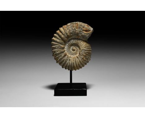 Cenomanian Stage, Late Cretaceous Period, 99-65 million years BP. A fossil Acanthoceras sp. ammonite on a custom-made display