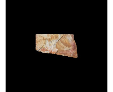 Permian Period, 285 million years BP. A group of Glossopteris browniana fern leaves in matrix.   356 grams, 17.7cm (7"). From