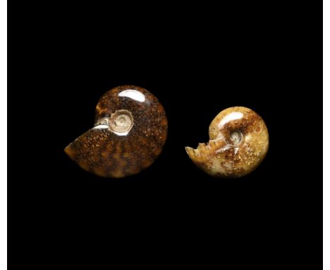Middle Cretaceous Period, Albian Stage, 150 million years BP. A pair of fossil ammonites comprising: a Desmoceras latidorsatu