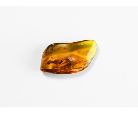 Oligocene Period, 45 million years BP. A large irregular polished piece of amber containing a Lepidopteran, either a moth or 