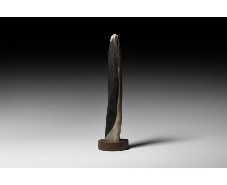 Miocene Period, 20 million years BP. A large polished branch section of fossil tropical hardwood; on a custom-made display st