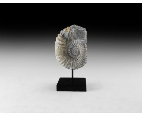 Cretaceous Period, 145-66 million BP. A large fossil ammonite showing the shell structure; with custom-made stand for display