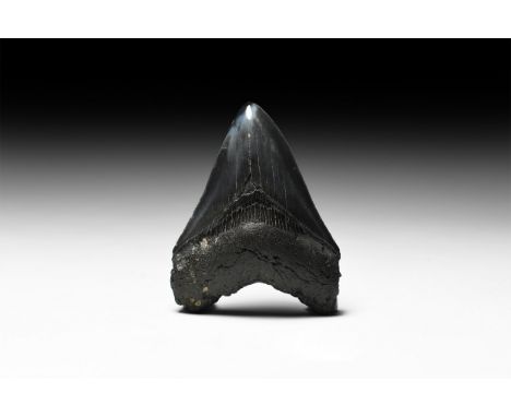 Early Pliocene Period, 5.3-2.8 million years BP. A fossil Carcharocles megalodon shark tooth with good enamel.   124 grams, 9