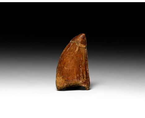 Cretaceous Period, 145-65 million years BP. A fossil Carcharodontosaurus saharicus, African T-rex, tooth.   9.7 grams, 39mm (
