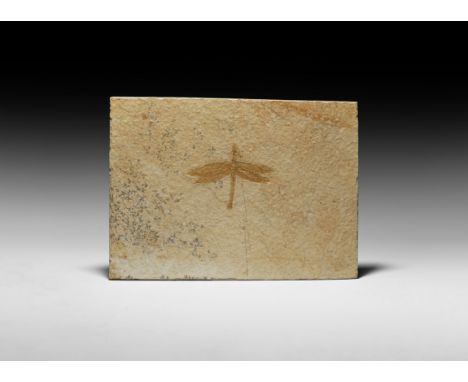 Jurassic Period, 200-145 million years BP. A complete fossil dragonfly Isophlebia aspasia in a matrix. 957 grams, 20.1 x 14.6