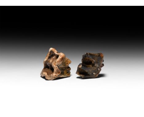 Pleistocene, circa 20000-12000 BP. A group of two woolly rhinoceros teeth Coelodonta antiquitati; one from the upper jaw and 