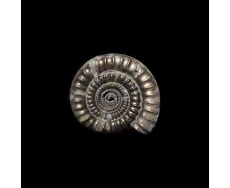 Lower Jurassic, Sinemurian Stage, 199-190 million years BP. A large pyrite Echioceras anenum ammonite.   50.6 grams, 47mm (1 