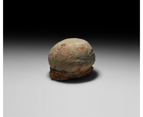 Cretaceous Period, 145-65 million years BP. A large Charonosaurus sp. hadrosaur egg on matrix retaining evidence of the origi