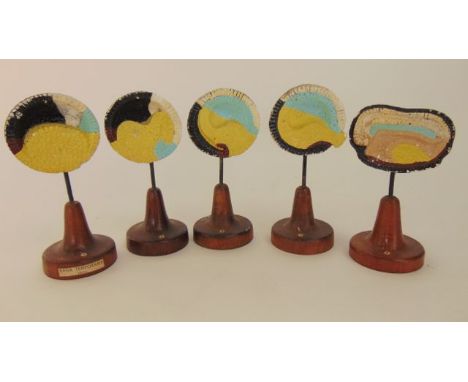 A series of five vintage painted models showing stages of a frog (Rana Temporaria)  in foetal development, each raised on tur
