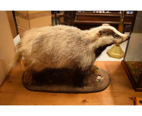 20th century taxidermy model of a badger on base. In good condition apart from a small area of damage to the base as pictured