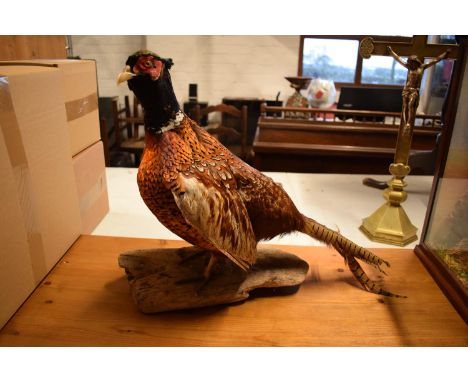 20th century good taxidermy model of a pheasant. In good condition however a couple of tail feathers have snapped, no postage
