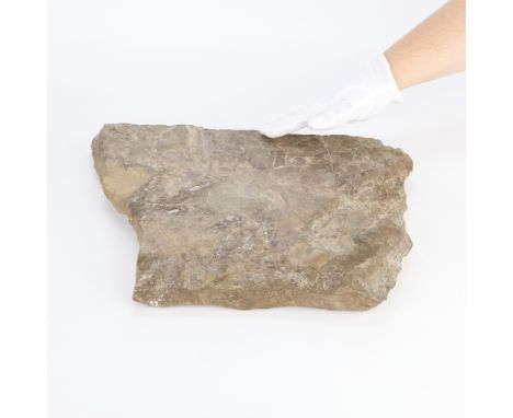 Mineral or rock segment depicting three-toed dinosaur fossil tracks from the Conneticut River Valley near Holyoke, Massachuse