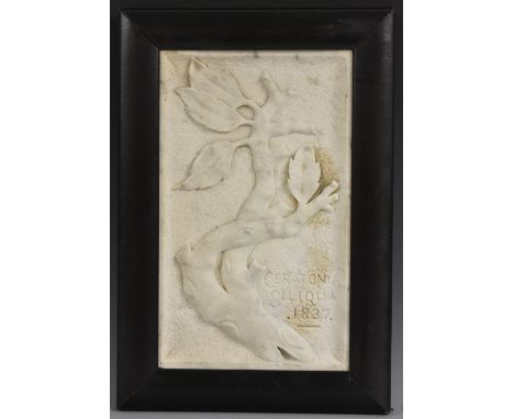 Italian School (19th century), a Carrara marble rectangular panel, Ceratonia siliqua (carob tree), titled, carved with the ho