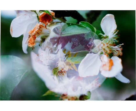 Peter Fischli und David Weiss (Zürich 1952 - lebt in Zürich bzw. 1946 - Zürich - 2012). Blumen. 1998/2016C-Print.  76&nbsp;×&