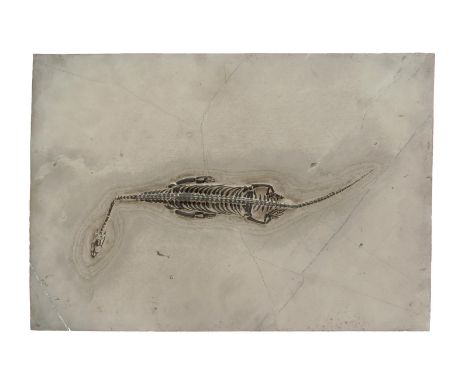 A Keichousaurus hui fossil, set in a stone plaque, 22.5 x 32.5cm. 