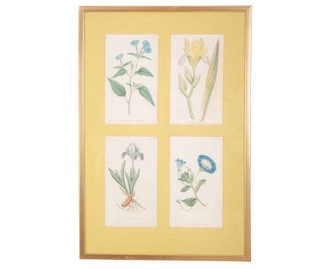 JAMES SOWERBY (1756/57-1822) A set of twelve botanical studies coloured engravings, published by W. Curtis, Botanic Garden, L
