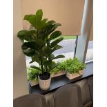(Lot) Artificial Plants (Room 145)